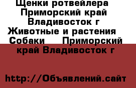 Щенки ротвейлера - Приморский край, Владивосток г. Животные и растения » Собаки   . Приморский край,Владивосток г.